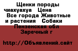 Щенки породы чиахуахуа › Цена ­ 12 000 - Все города Животные и растения » Собаки   . Пензенская обл.,Заречный г.